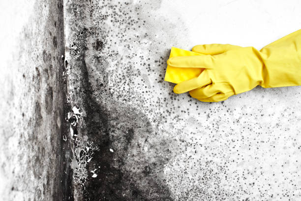 Best Air Quality Testing for Mold Spores  in Houston, MO